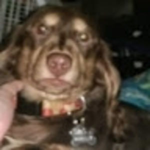 Meet your Posher, Connor